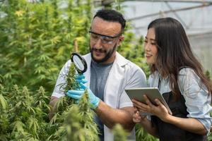 Two scientists using magnifying glass checking cannabis plant for research in a greenhouse. Alternative medicine. Growing organic cannabis herb on the farm. Marijuana for alternative medical concept. photo