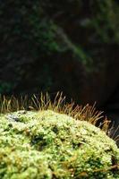 pequeño árbol que crece a partir de rocas cubiertas de musgo verde. foto