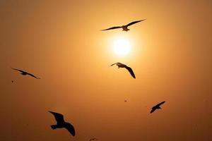 Flying seagulls with clear sky of sunrise in summer. photo