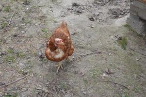 Chickens walk and peck grain in the garden photo