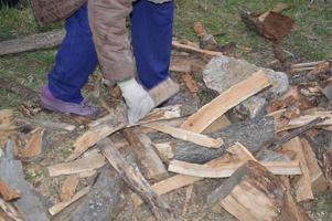 Collecting firewood after cutting for drying and heating the house photo