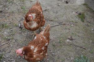 Chickens walk and peck grain in the garden photo