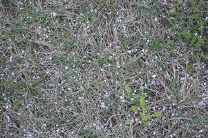 A small round hail of ice fell photo