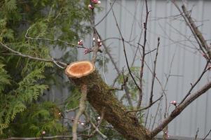 Bloomed buds and flowers of trees in spring in the garden photo