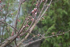 Bloomed buds and flowers of trees in spring in the garden photo