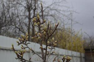 Bloomed buds and flowers of trees in spring in the garden photo