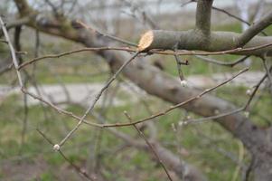 Bloomed buds and flowers of trees in spring in the garden photo