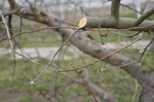 Bloomed buds and flowers of trees in spring in the garden photo