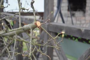 Bloomed buds and flowers of trees in spring in the garden photo