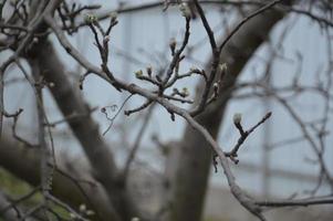 Bloomed buds and flowers of trees in spring in the garden photo