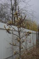 Bloomed buds and flowers of trees in spring in the garden photo