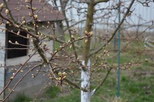 Bloomed buds and flowers of trees in spring in the garden photo