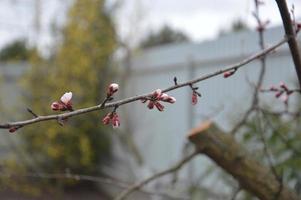 Bloomed buds and flowers of trees in spring in the garden photo