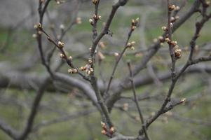 Bloomed buds and flowers of trees in spring in the garden photo