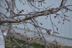 capullos florecidos y flores de árboles en primavera en el jardín foto