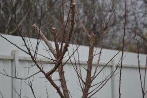 Bloomed buds and flowers of trees in spring in the garden photo