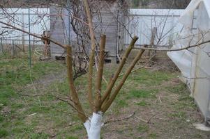 Bloomed buds and flowers of trees in spring in the garden photo