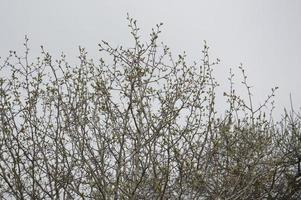 Bloomed buds and flowers of trees in spring in the garden photo