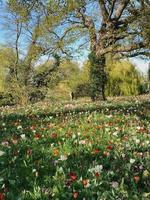 flowers garden trees nature spring summer photo