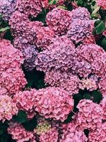 flowers garden trees nature spring summer photo