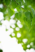 hermosa naturaleza vista hoja verde sobre fondo verde borroso bajo la luz del sol con bokeh y espacio de copia utilizando como fondo el paisaje de plantas naturales, concepto de papel tapiz ecológico. foto