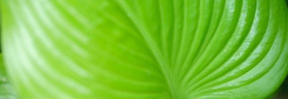 Closeup of beautiful nature view green leaf in garden with copy space using as background cover page concept. photo