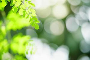 Beautiful nature view green leaf on blurred greenery background under sunlight with bokeh and copy space using as background natural plants landscape, ecology wallpaper concept. photo