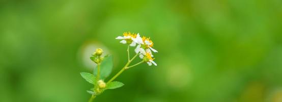 primer plano de mini flor blanca con polen amarillo bajo la luz del sol con espacio de copia utilizando como fondo el paisaje de plantas naturales verdes, concepto de página de portada de ecología. foto