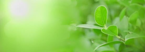 Close up of nature view green leaf on blurred greenery background under sunlight with bokeh and copy space using as background natural plants landscape, ecology cover concept. photo