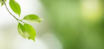 Close up of nature view green leaf on blurred greenery background under sunlight with bokeh and copy space using as background natural plants landscape, ecology cover concept. photo