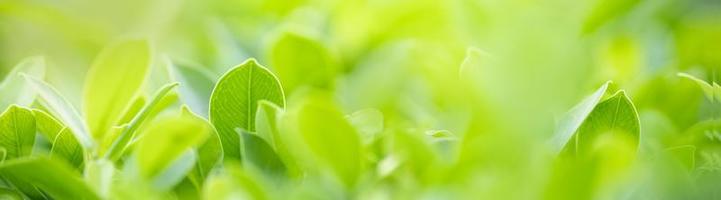 Close up of nature view green leaf on blurred greenery background under sunlight with bokeh and copy space using as background natural plants landscape, ecology cover concept. photo