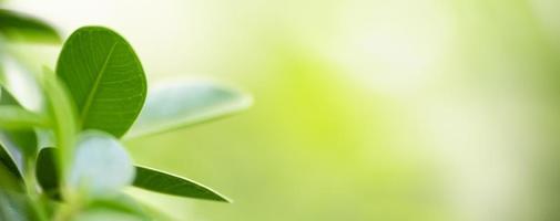 primer plano de la vista de la naturaleza hoja verde sobre fondo verde borroso bajo la luz del sol con bokeh y espacio de copia utilizando como fondo el paisaje de plantas naturales, concepto de cubierta ecológica. foto