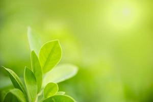 primer plano de la vista de la naturaleza hoja verde sobre fondo verde borroso bajo la luz del sol con bokeh y espacio de copia utilizando como fondo el paisaje de plantas naturales, concepto de papel tapiz ecológico. foto