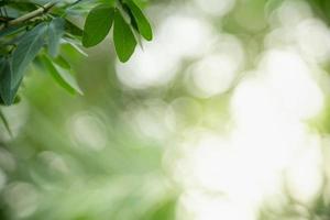 primer plano de la vista de la naturaleza hoja verde sobre fondo verde borroso bajo la luz del sol con bokeh y espacio de copia utilizando como fondo el paisaje de plantas naturales, concepto de papel tapiz ecológico. foto