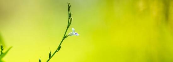 primer plano de una hermosa mini flor blanca y morada bajo la luz del sol con espacio de copia usando como fondo el paisaje de plantas naturales verdes, concepto de página de papel tapiz ecológico. foto