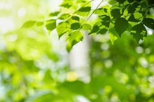 Close up of nature view green leaf on blurred greenery background under sunlight with bokeh and copy space using as background natural plants landscape, ecology wallpaper concept. photo