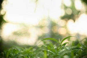 primer plano de la vista de la naturaleza hoja verde sobre fondo verde borroso bajo la luz del sol con bokeh y espacio de copia utilizando como fondo el paisaje de plantas naturales, concepto de papel tapiz ecológico. foto