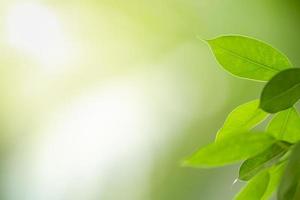 Close up of nature view green leaf on blurred greenery background under sunlight with bokeh and copy space using as background natural plants landscape, ecology wallpaper concept. photo