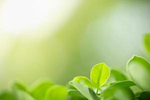 primer plano de la vista de la naturaleza hoja verde sobre fondo verde borroso bajo la luz del sol con bokeh y espacio de copia utilizando como fondo el paisaje de plantas naturales, concepto de papel tapiz ecológico. foto