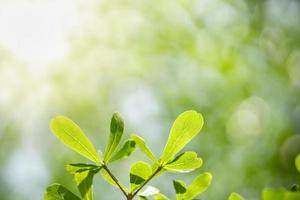 primer plano de la vista de la naturaleza hoja verde sobre fondo verde borroso bajo la luz del sol con bokeh y espacio de copia utilizando como fondo el paisaje de plantas naturales, concepto de papel tapiz ecológico. foto