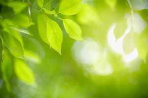 Close up of nature view green leaf on blurred greenery background under sunlight with bokeh and copy space using as background natural plants landscape, ecology wallpaper concept. photo