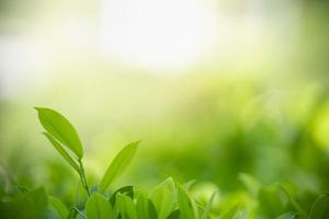 Close up of nature view green leaf on blurred greenery background under sunlight with bokeh and copy space using as background natural plants landscape, ecology wallpaper concept. photo