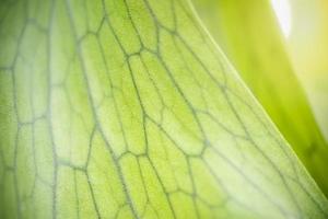 Close up of nature view green leaf on blurred greenery background under sunlight with bokeh and copy space using as background natural plants landscape, ecology wallpaper concept. photo