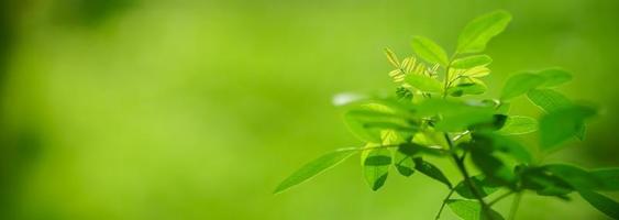 Closeup of beautiful nature view green leaf on blurred greenery background in garden with copy space using as background cover page concept. photo