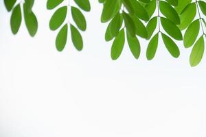 Close up of nature view green leaf on blurred greenery background under sunlight with white clear sky and copy space using as background natural plants landscape, ecology cover concept. photo