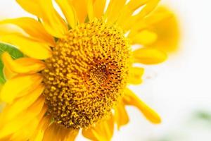 primer plano de la flor de girasol con hoja verde bajo la luz del sol con espacio de copia utilizando como fondo el paisaje de plantas naturales, concepto de página de portada de ecología. foto