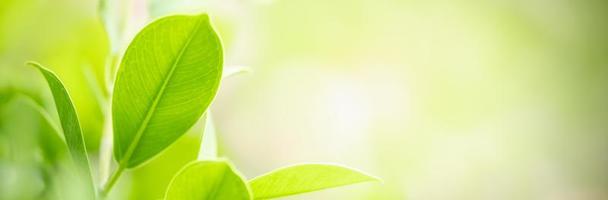 Close up of nature view green leaf on blurred greenery background under sunlight with bokeh and copy space using as background natural plants landscape, ecology cover concept. photo