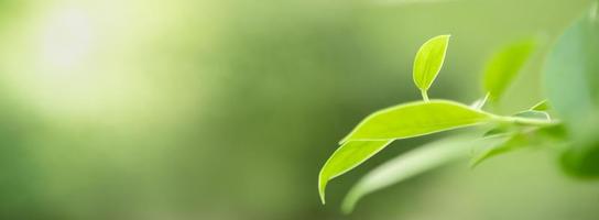 Close up of nature view green leaf on blurred greenery background under sunlight with bokeh and copy space using as background natural plants landscape, ecology cover concept. photo