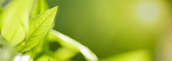 primer plano de la vista de la naturaleza hoja verde sobre fondo verde borroso bajo la luz del sol con bokeh y espacio de copia utilizando como fondo el paisaje de plantas naturales, concepto de cubierta ecológica. foto