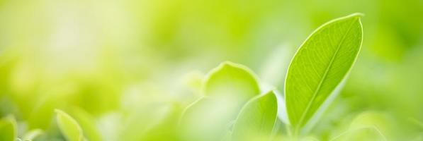 primer plano de la vista de la naturaleza hoja verde sobre fondo verde borroso bajo la luz del sol con bokeh y espacio de copia utilizando como fondo el paisaje de plantas naturales, concepto de cubierta ecológica. foto